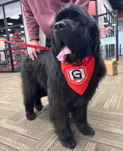 Load image into Gallery viewer, Grace College Large Dog Bandana, Red